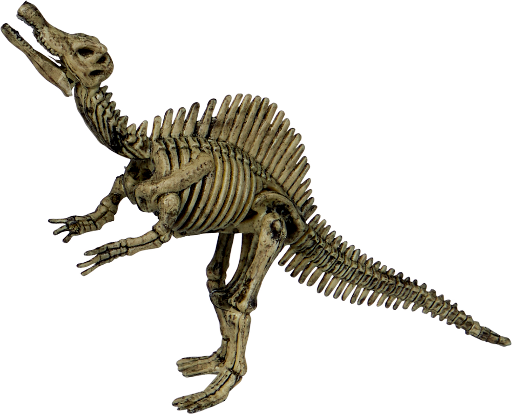 Dinosaurierskelettmodell mit langem Schwanz, erhobenem Kopf und ausgeprägten Stacheln entlang des Rückens.
