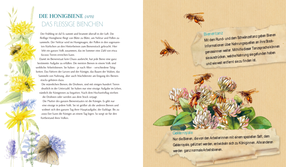 Auf einer Doppleseite wurden Bienen die herumfliegen und auf Blumen landen Illustriert und der  Text beschreibt Honigbienen und ihr Verhalten.