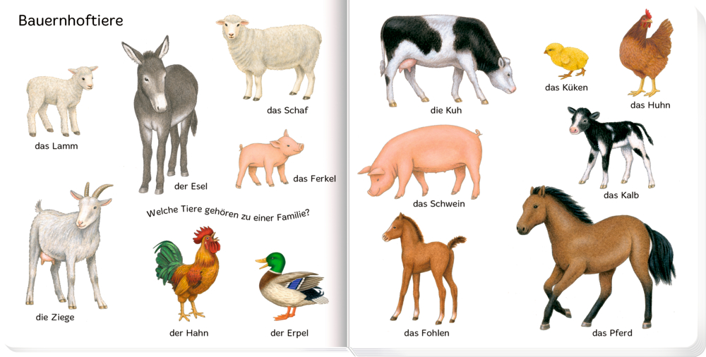 Abbildungen von Bauernhoftieren mit Beschriftungen: Kuh, Schwein, Pferd, Ziege und Huhn.