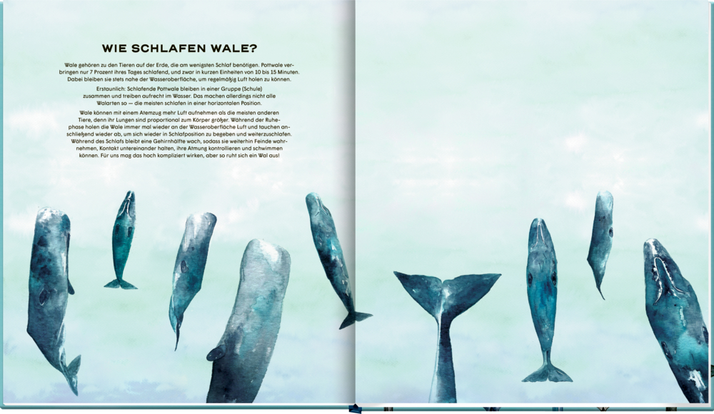 Dargestellte Wale schwimmen im blauen Wasser, darüber befindet sich ein r Text auf einer Doppelseite, der beschreibt, wie Wale schlafen.