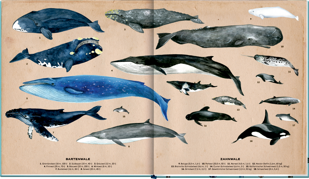 IllustrierterDoppelseite mit beschrifteten Wal- und Delfinarten auf braunem Hintergrund.