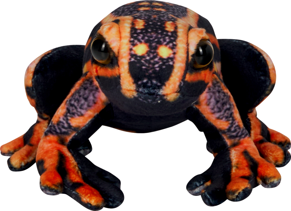 Nahaufnahme eines leuchtend orange-schwarz gefärbten Pfeilgiftfrosches, der nach vorne blickt. Hintergrund weiß.