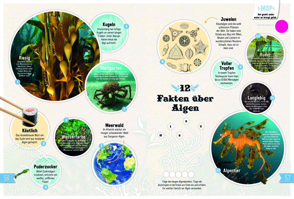 Infografik über Algen: Fakten, Fotos, Zeichnungen und bunte Texte.