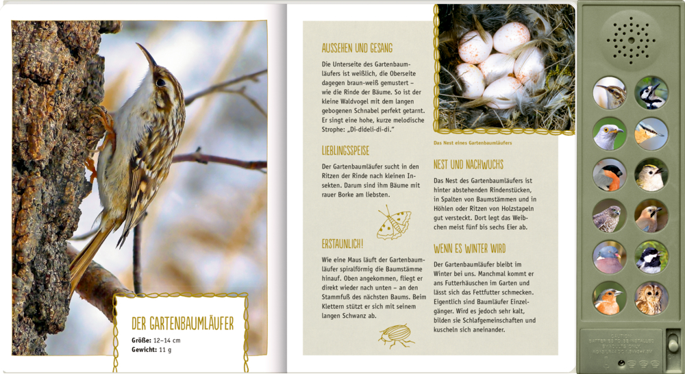Nahaufnahme von einem braun-weißen Vogel auf Baumstamm, Textseiten, Vogelstimmen-Buttons rechts.