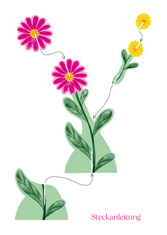 Illustration mit Blumensteckling, Pfeilen für Schritte und beschrifteter Steckanleitung.