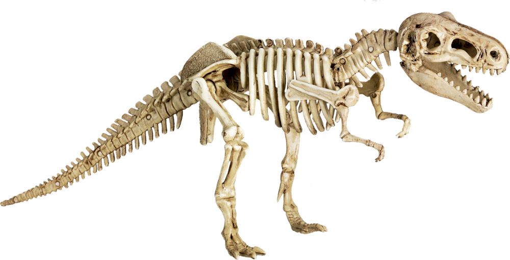 Fossiles Skelett eines T. Rex-Dinosauriers.