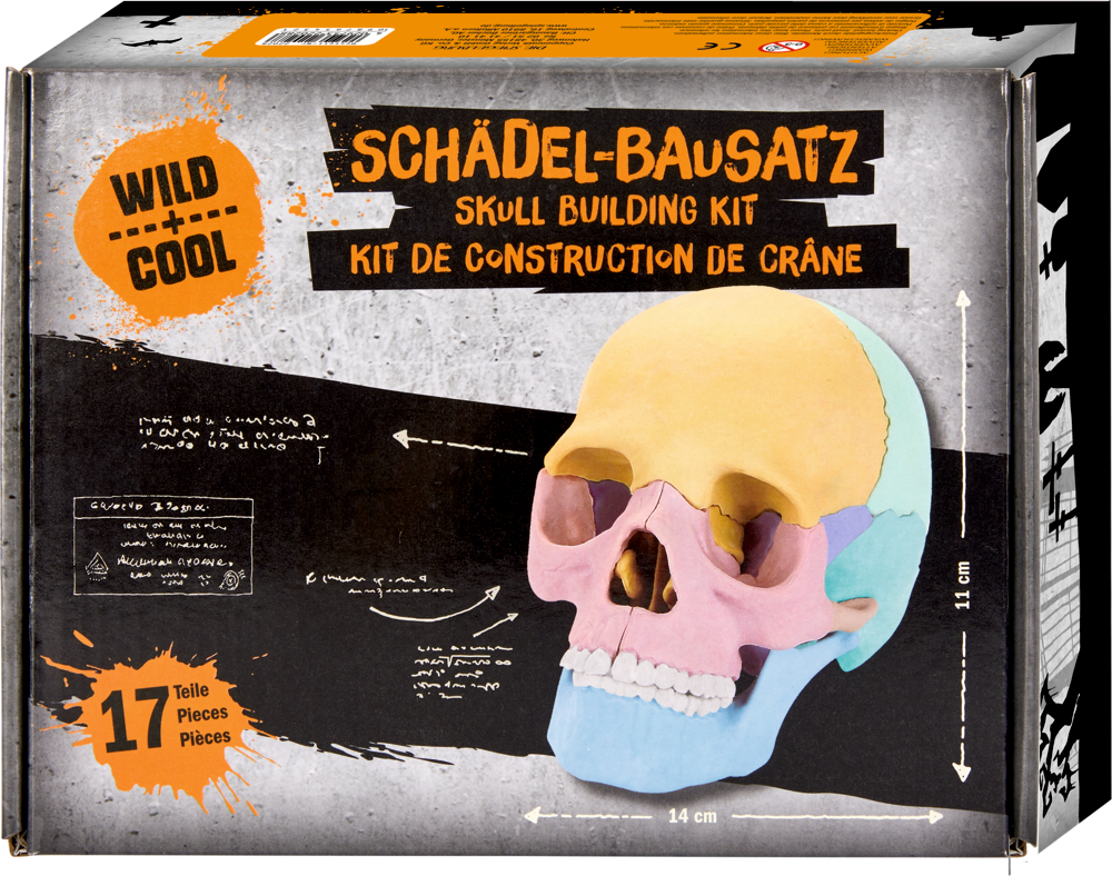 Graue Pappschachtel mit mehrfarbigem Schädelmodell.