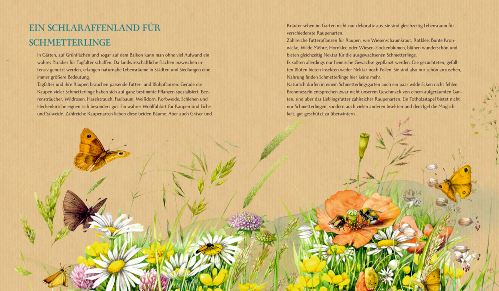 Illustration von Schmetterlingen und Wildblumen mit Infos zur Gestaltung schmetterlingsfreundlicher Gärten, auf einer Doppelseite.