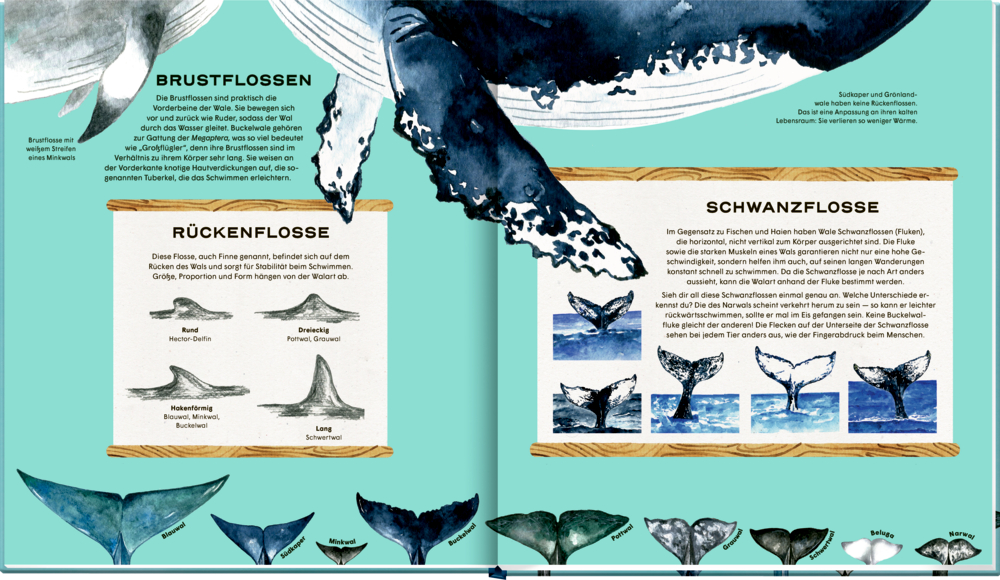 Walfischflossen und -schwänze mit  Erklärungen auf einer Doppelseite zu Typen und Funktionen auf türkisfarbenem Grund.