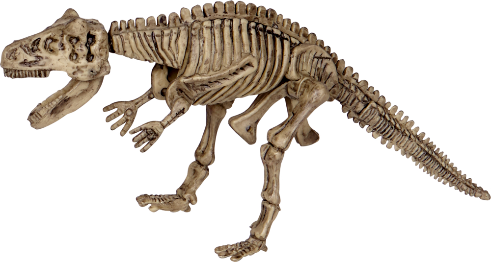 Dinosaurierskelettmodell mit offenem Mund, sichtbaren Rippen, Wirbelsäule, Gliedmaßen und Schwanz.