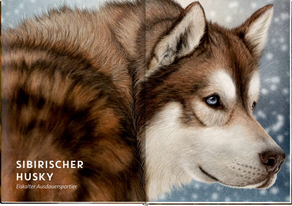Nahaufnahme eines Sibirischen Huskys mit braun-weißem Fell und blauen Augen vor winterlich wirkendem Hintergrund.