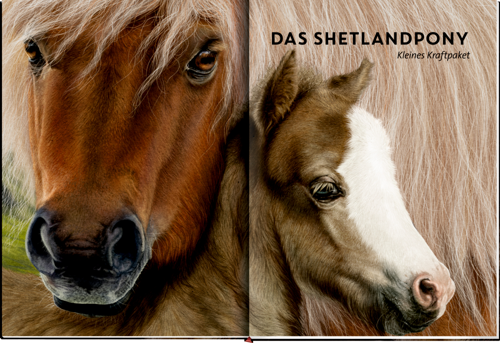Nahaufnahme eines erwachsenen Shetlandponys und seines Fohlens, mit dem Text „Das Shetlandpony“ auf der rechten Seite.
