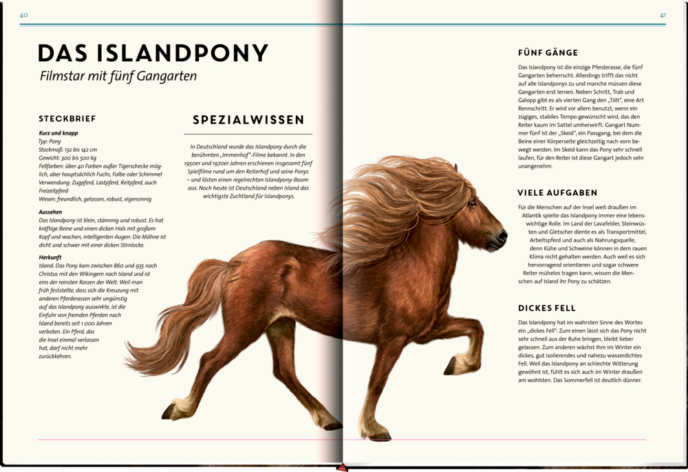Isländisches Pony im Trab, wallende Mähne, auf einer weißen Seite mit informativem Text.