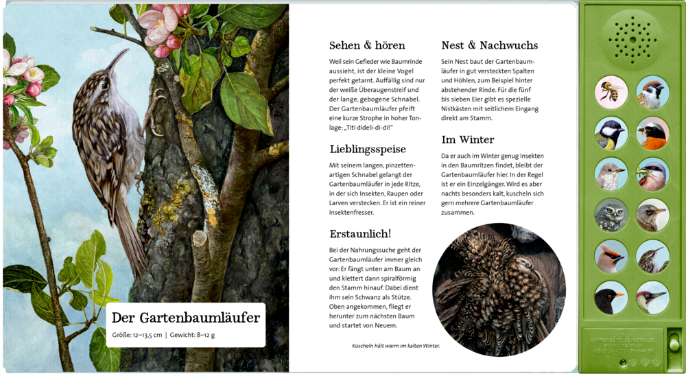 Ein illustrierter Leitfaden zu Baumläufern mit Fotos, Informationen und Vogelrufen auf einer Soundleiste.
