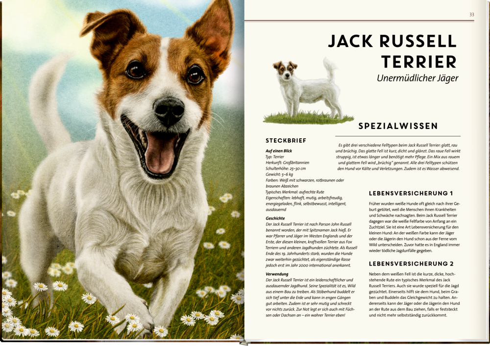Jack Russell Terrier mit braun-weißem Fell läuft über eine Wiese mit Gänseblümchen, daneben aufgeschlagene Buchseite mit Text und kleinem Hundebild.