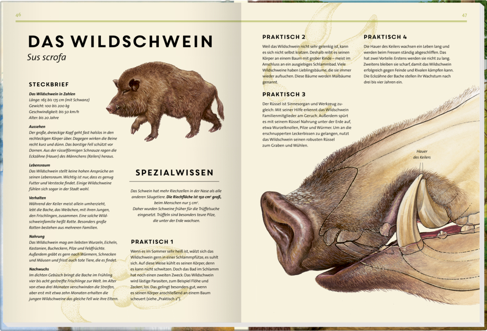 Illustration eines Wildschweins sowie detaillierte Zeichnung von Rüssel und Hauern mit Beschreibungstext.