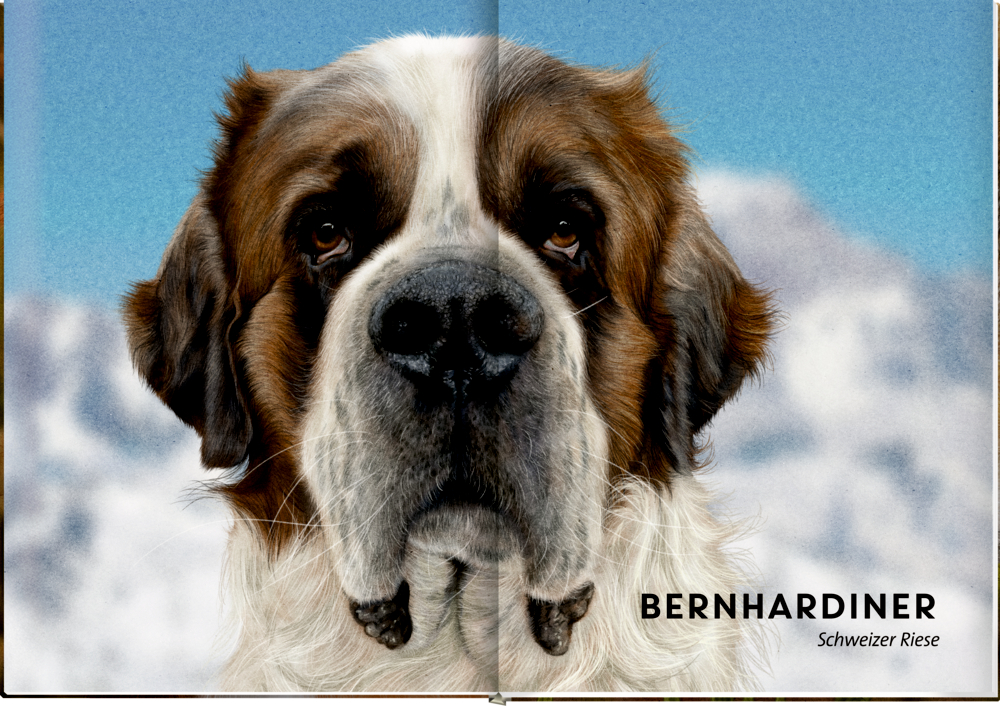 Nahaufnahme eines Bernhardiners mit braun-weißem Fell vor blauem Himmel und schneebedeckten Bergen.