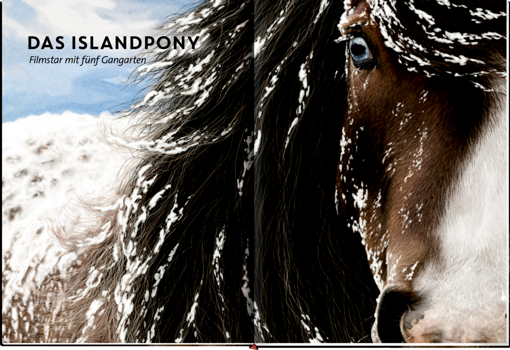 Islandpony mit schneebedecktem Gesicht und Mähne, vor einer winterlichen, schneebedeckten Landschaft einer Seite.