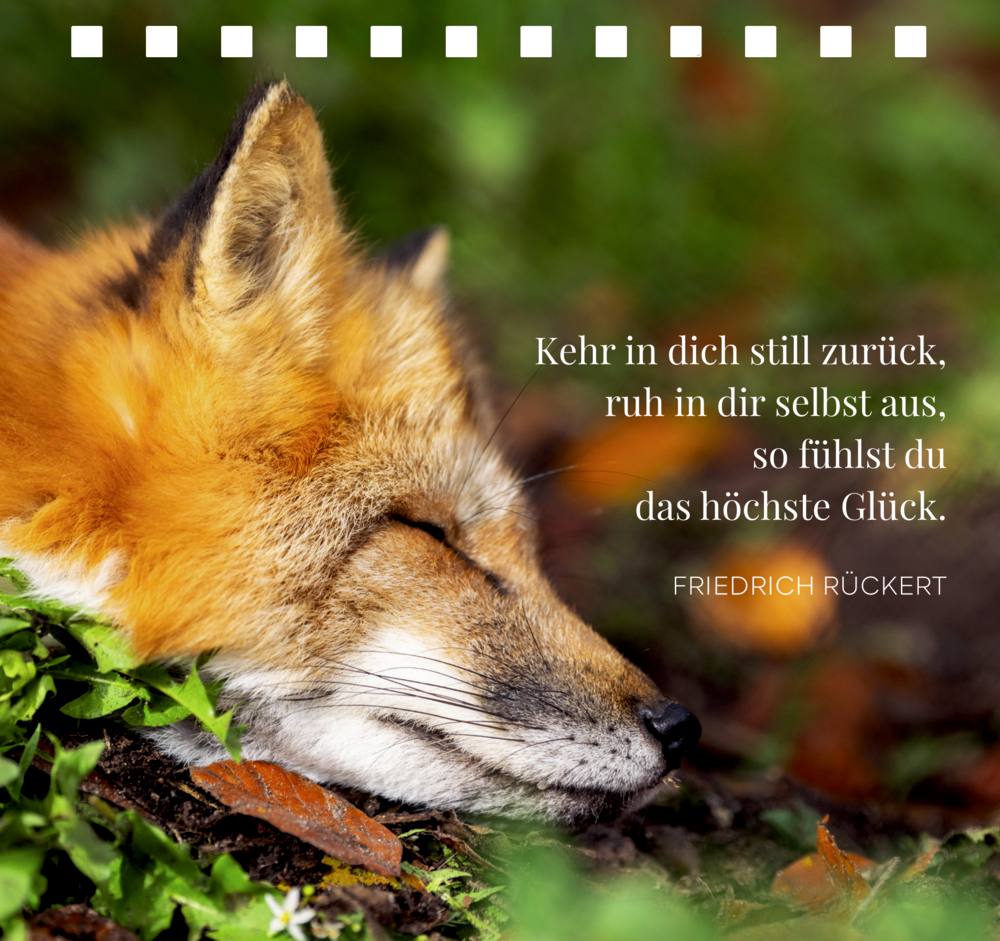 Schlafender Fuchs mit geschlossenem Auge liegt auf Laub und Gras, daneben ein Zitat von Friedrich Rückert.